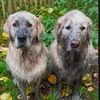 Hubertthegoldenretriever avatar