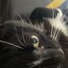 Котя avatar