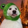 SHIRO avatar